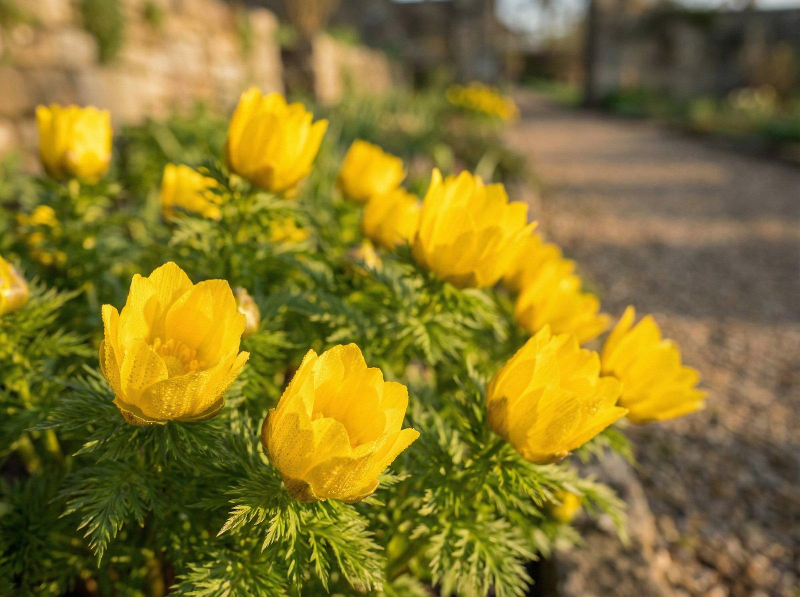 蘑菇视频福寿草植物视频